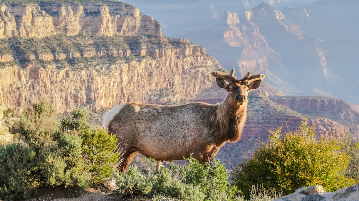 Elk standing on the edge of the Grand Canyon at sunrise during a 2-hour Hummer tour.