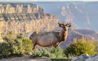 Elk standing on the edge of the Grand Canyon at sunrise during a 2-hour Hummer tour.