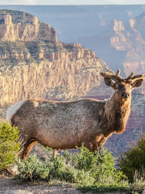 Elk standing on the edge of the Grand Canyon at sunrise during a 2-hour Hummer tour.