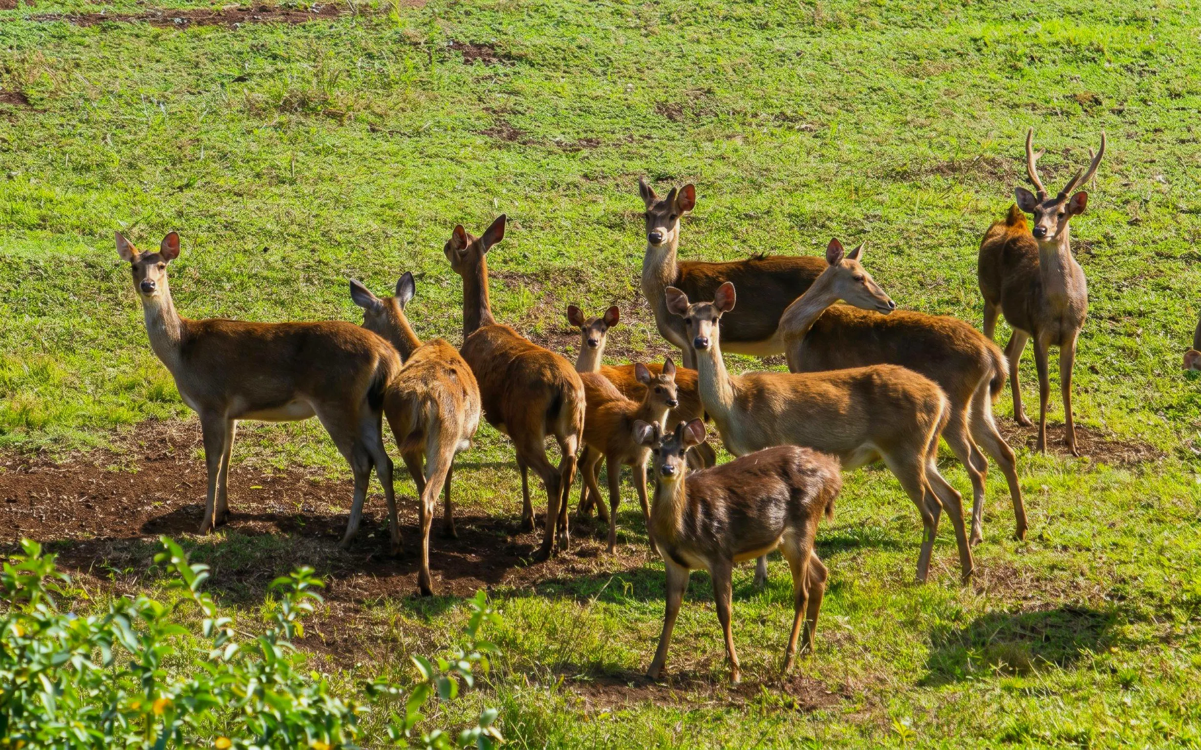 Deer herd grazing in Bel Ombre wilderness tour.