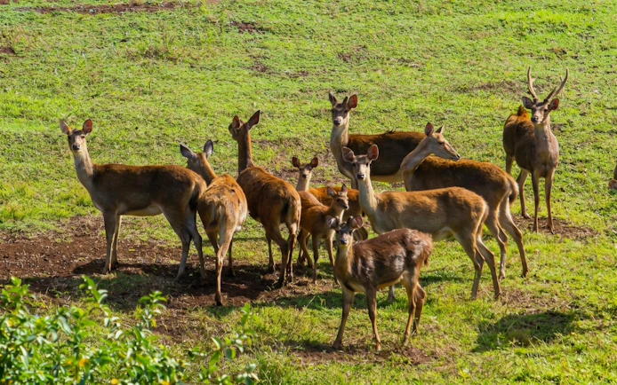 Deer herd grazing in Bel Ombre wilderness tour.