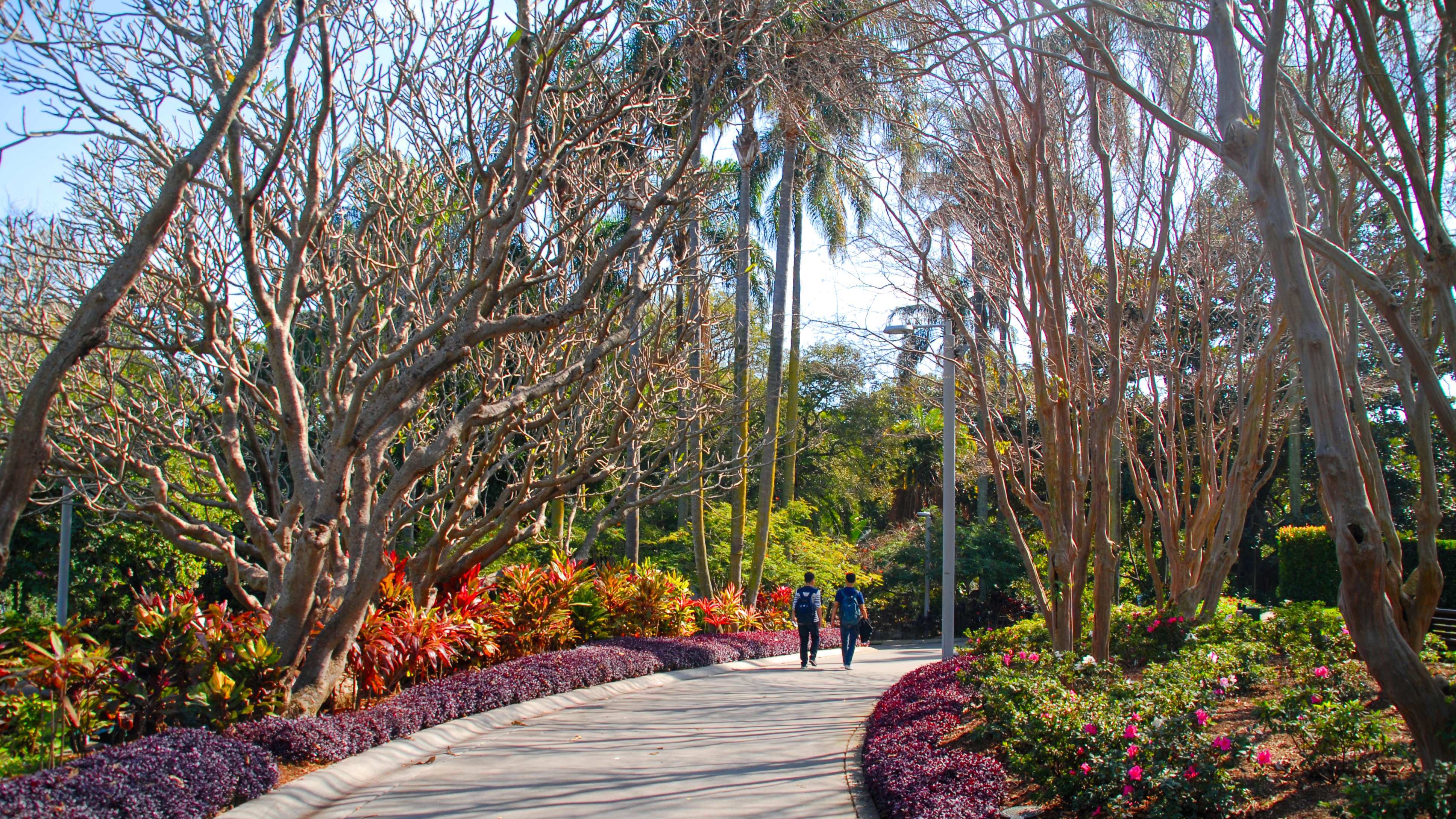 Avenue in between colorful flowers in Roma Street Parkland, Brisbane