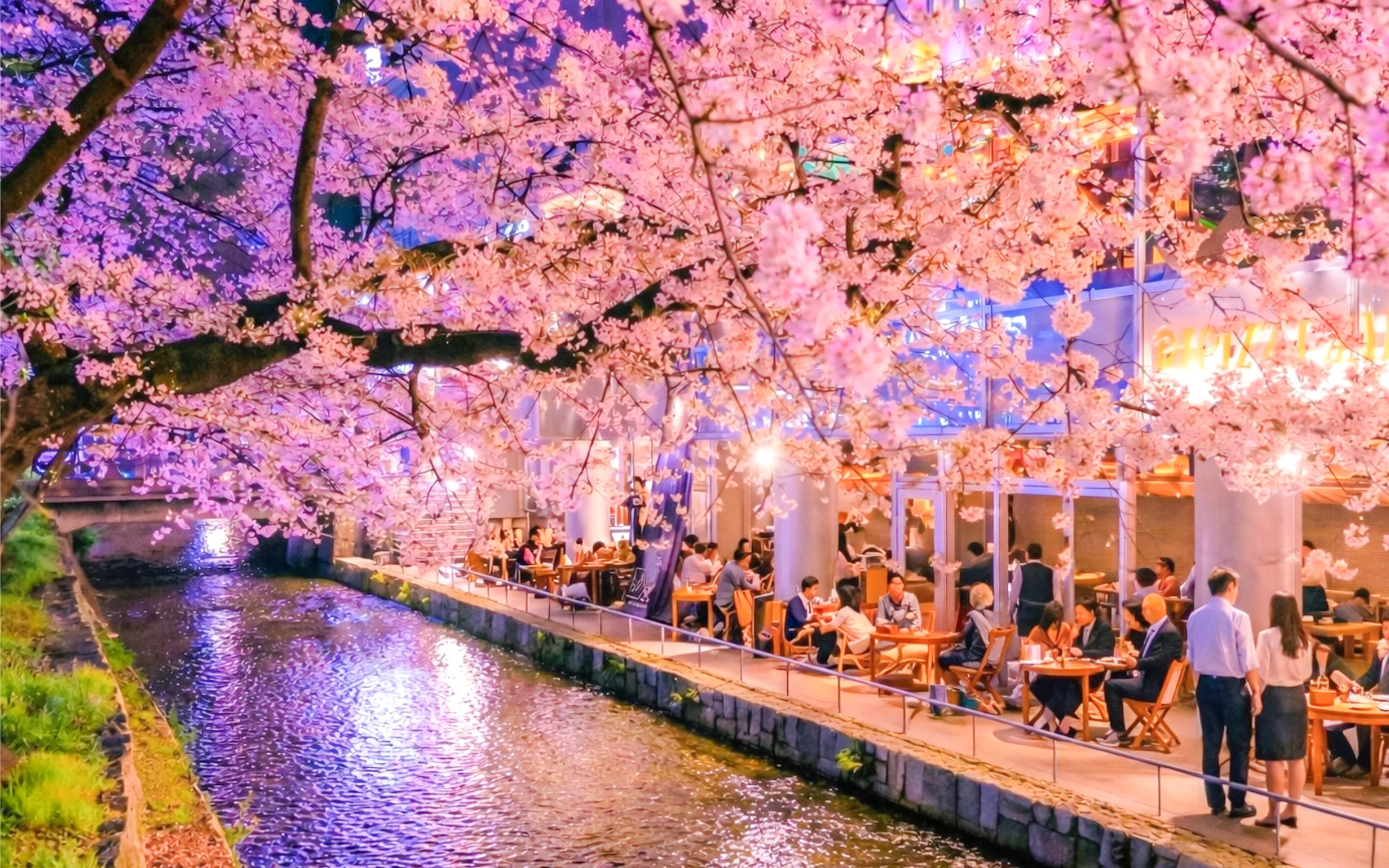 Cherry blossoms over Takase River with people dining in Kyoto, Japan.