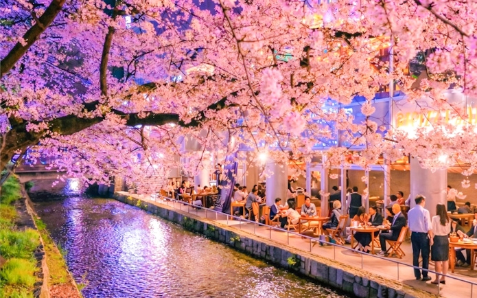 Cherry blossoms over Takase River with people dining in Kyoto, Japan.