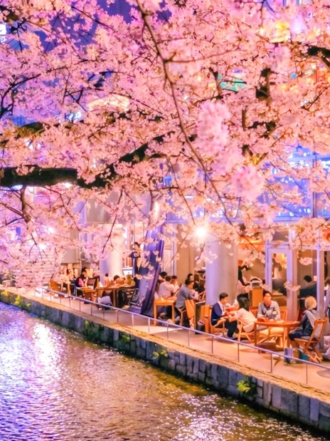 Cherry blossoms over Takase River with people dining in Kyoto, Japan.