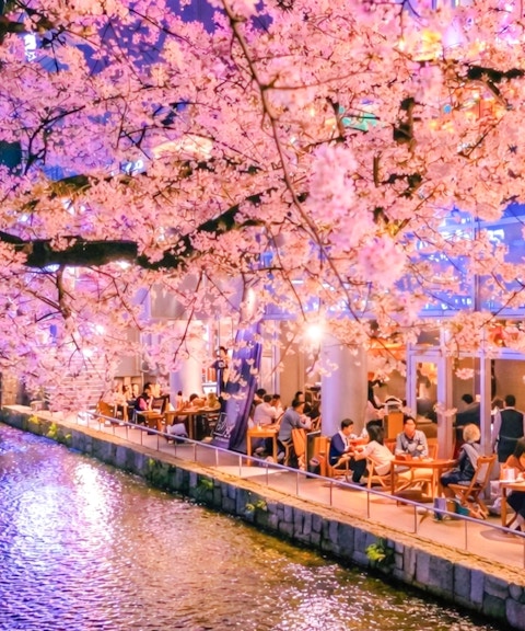 Cherry blossoms over Takase River with people dining in Kyoto, Japan.