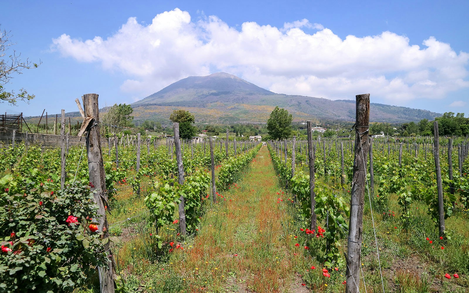 Vineyard with Mount Vesuvius in the background, showcasing lush grapevines and volcanic landscape.