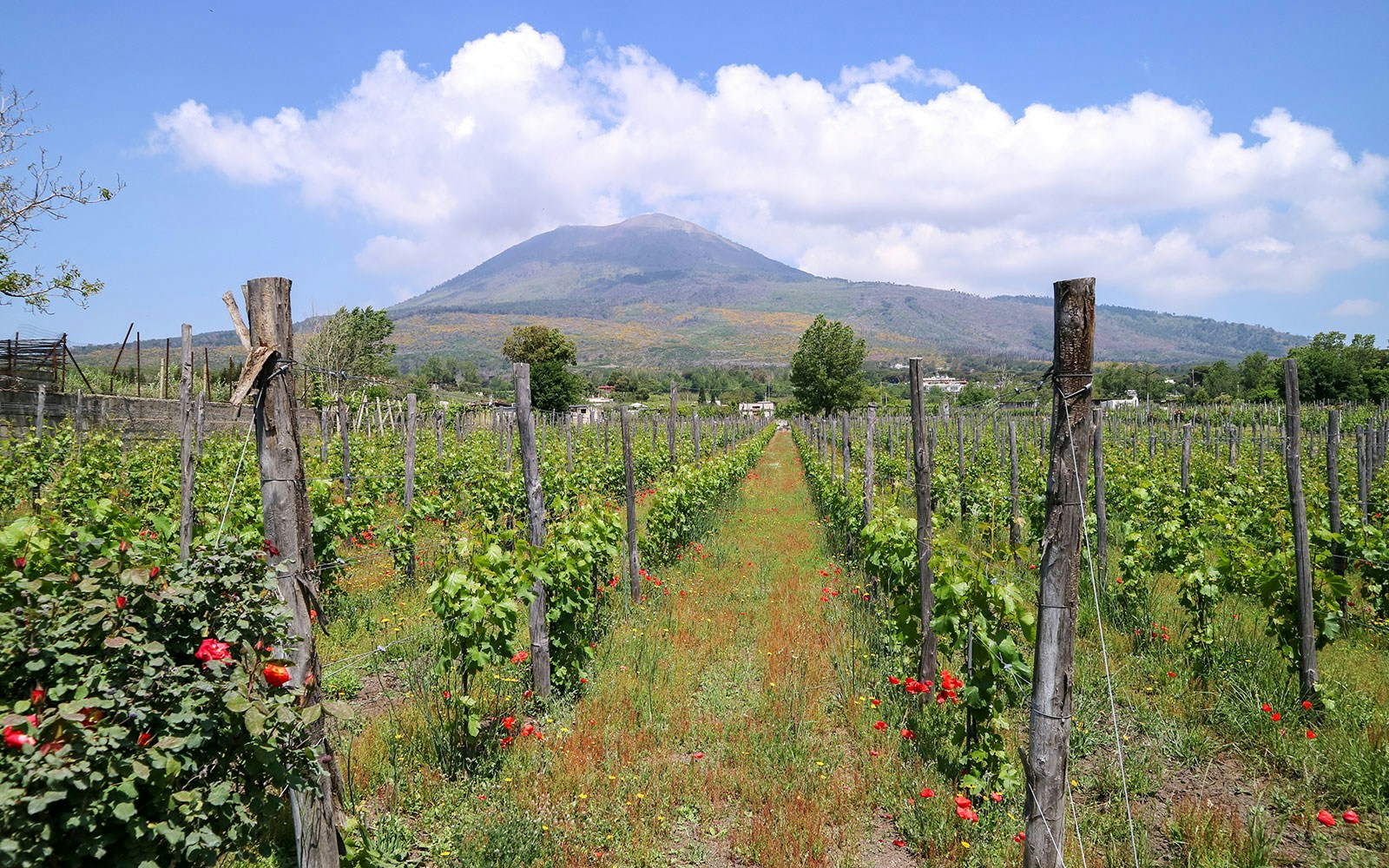 Vineyards