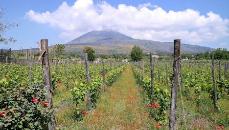 Taste the Wines of Mount Vesuvius - Pompeii To Mount Vesuvius