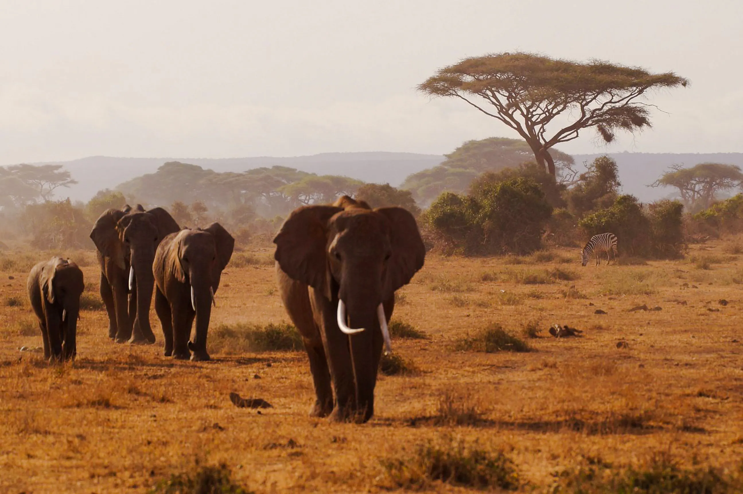 Elephants walking in Maasai Mara savannah with acacia trees and zebra in background.
