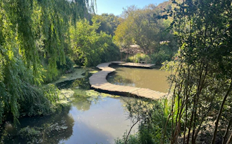 Wooden bridge over pond surrounded by lush greenery at Parque Tricao.