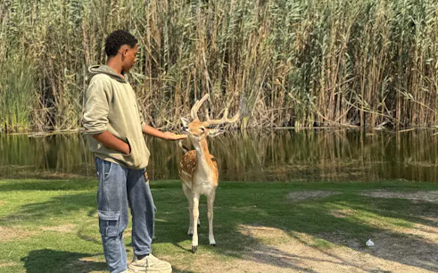 Person feeding a deer at Africa Safari Park, Cairo, with lush reeds in the background.