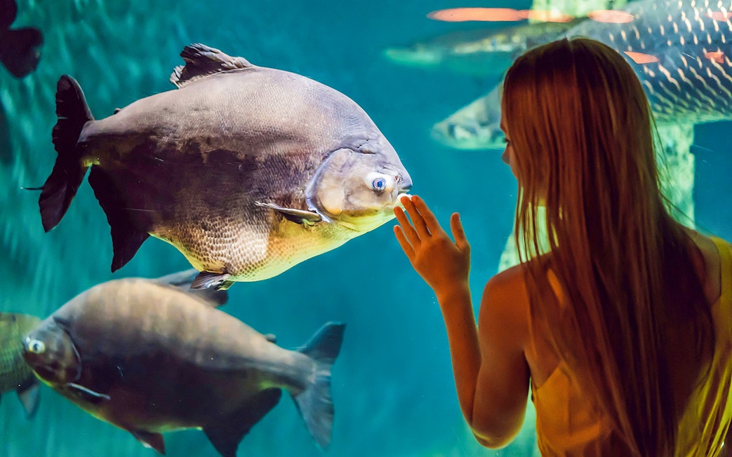 Woman observing fish at Aquarium of the Bay, San Francisco.