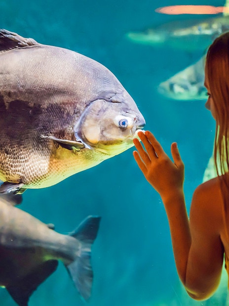 Woman observing fish at Aquarium of the Bay, San Francisco.