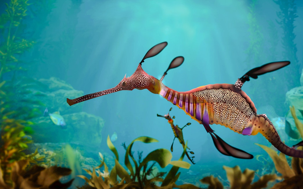 Sea horse swimming in Singapore Oceanarium exhibit.