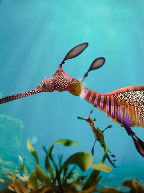 Sea horse swimming in Singapore Oceanarium exhibit.