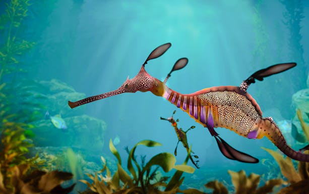 Sea horse swimming in Singapore Oceanarium exhibit.