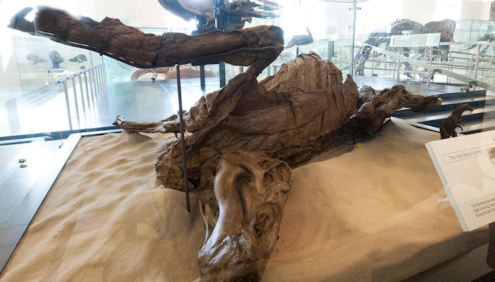 American Museum of Natural History