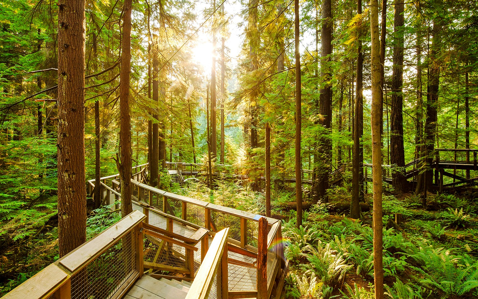 Walkway through lush forest at Capilano Suspension Bridge Park, Vancouver.