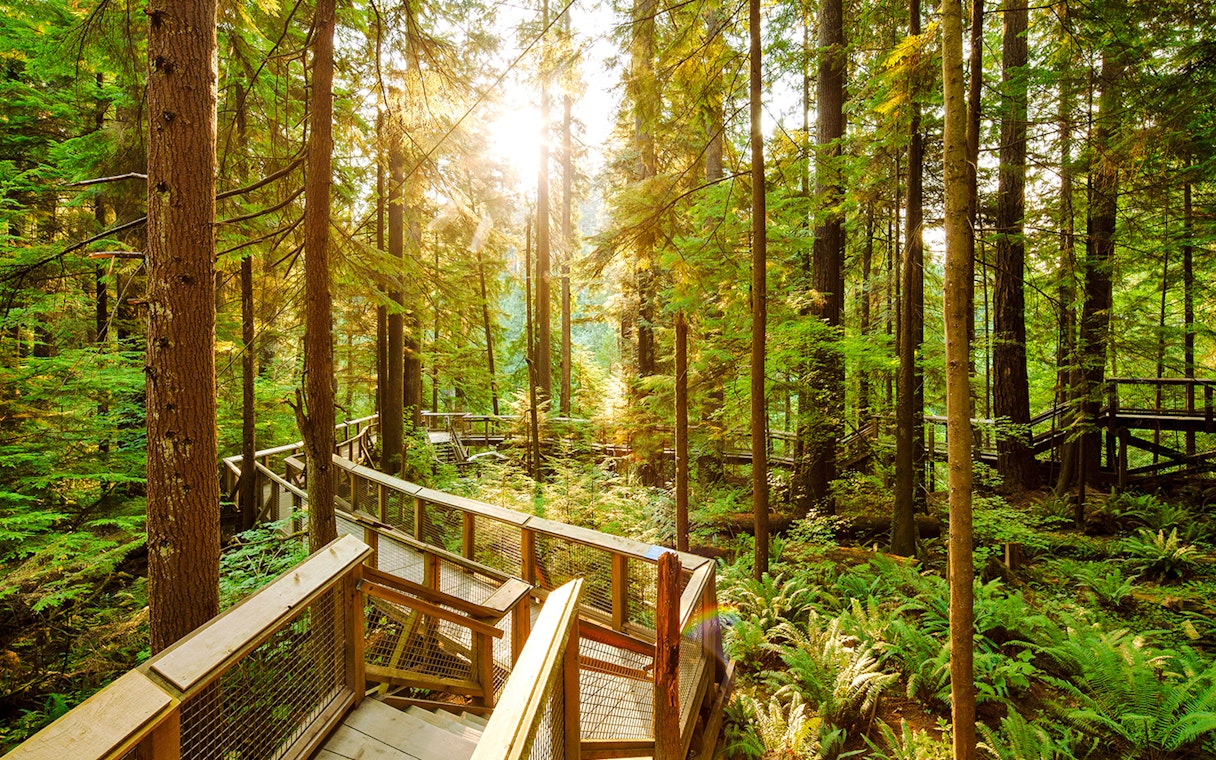 Walkway through lush forest at Capilano Suspension Bridge Park, Vancouver.