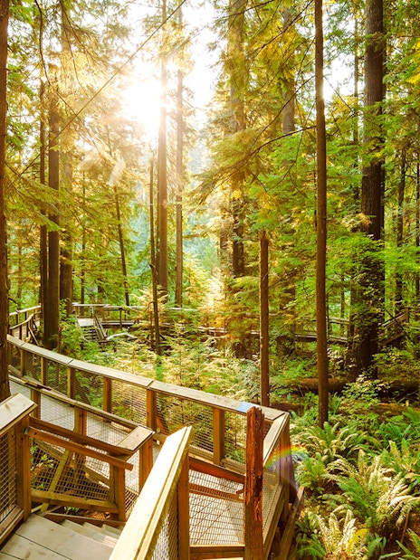Walkway through lush forest at Capilano Suspension Bridge Park, Vancouver.