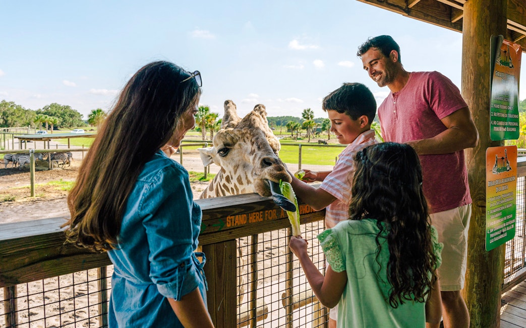 Feeding giraffe at Drive-Thru Safari Park, Orlando with family.