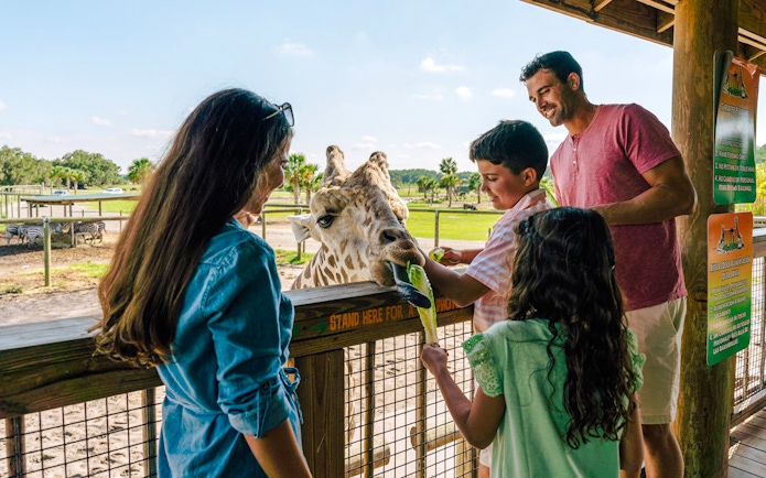 Feeding giraffe at Drive-Thru Safari Park, Orlando with family.