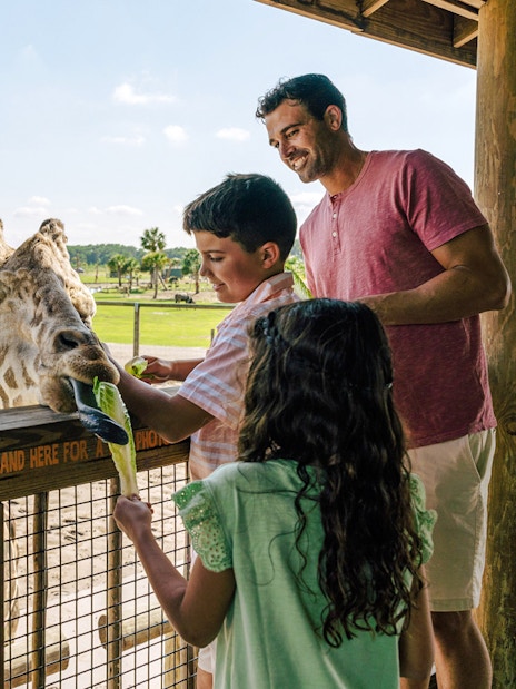 Feeding giraffe at Drive-Thru Safari Park, Orlando with family.