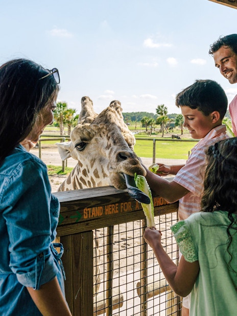 Feeding giraffe at Drive-Thru Safari Park, Orlando with family.