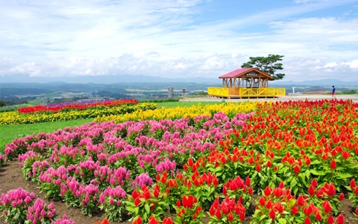 Flower fields at Shikisai-no-oka in Biei with colorful blooms and a wooden pavilion.