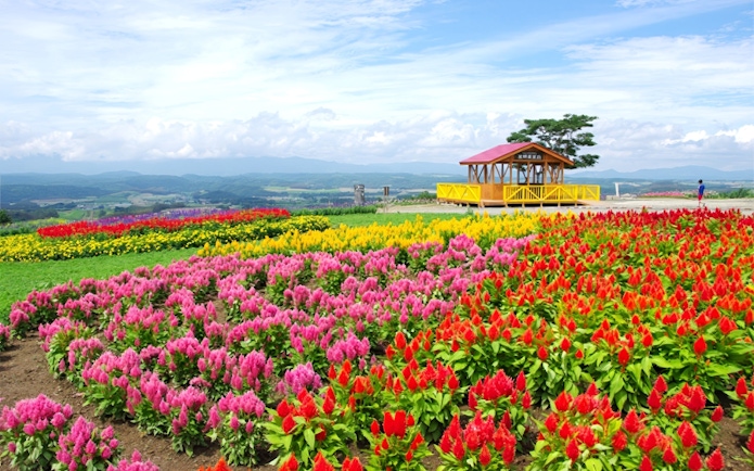 Flower fields at Shikisai-no-oka in Biei with colorful blooms and a wooden pavilion.