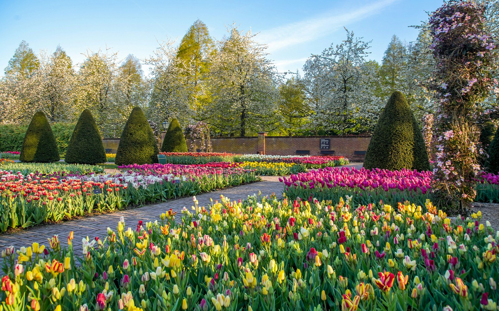 Tulip gardens in bloom at Keukenhof Gardens, Netherlands.