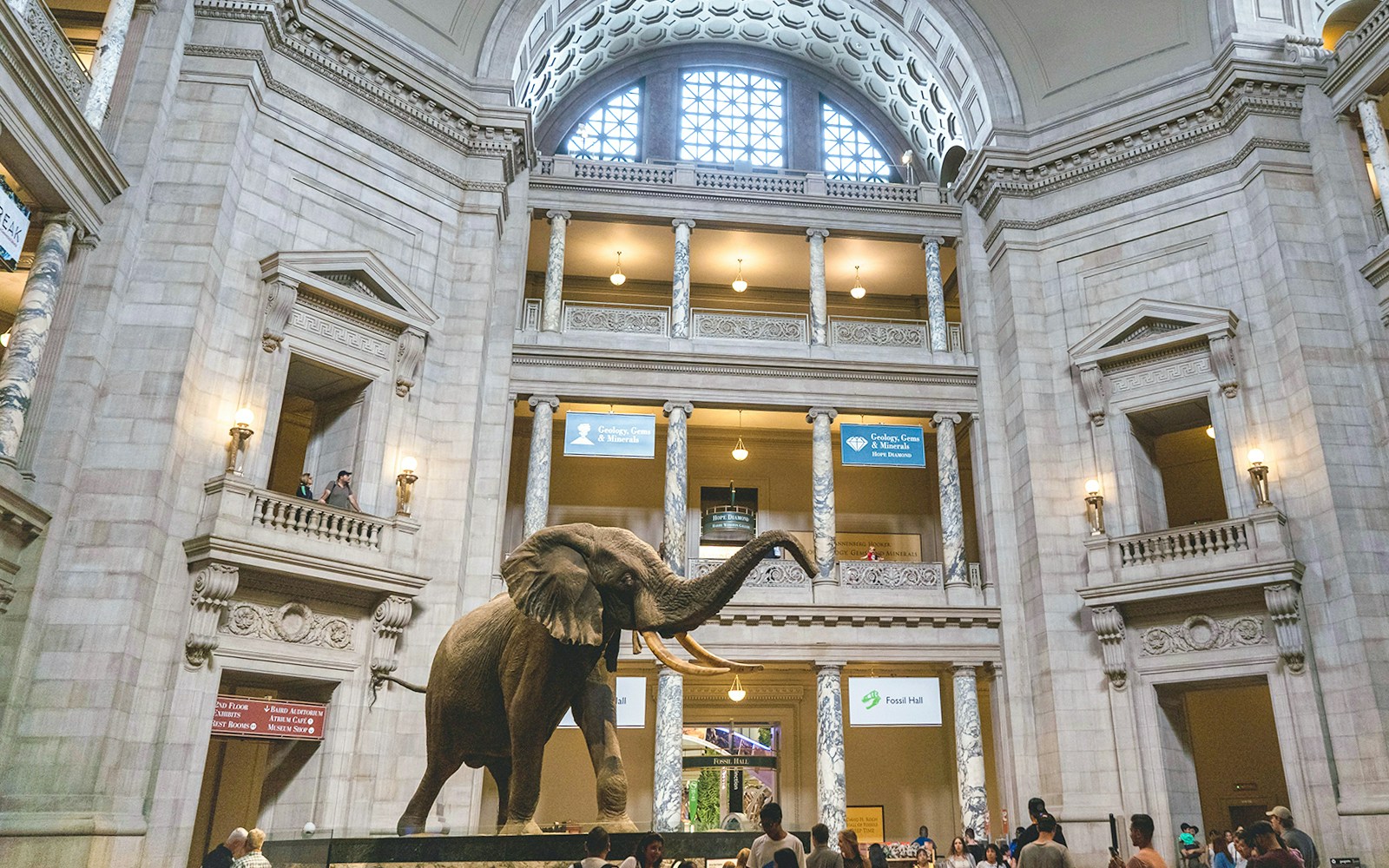 Museo Americano de Historia Natural