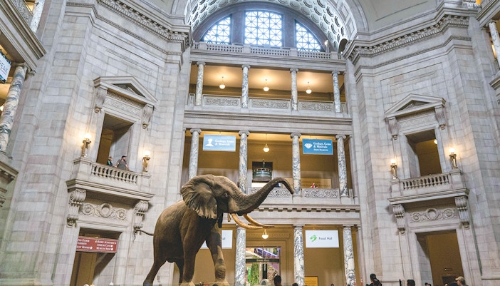 Tyrannosaurus rex skeleton exhibit at the American Museum of Natural History, New York.
