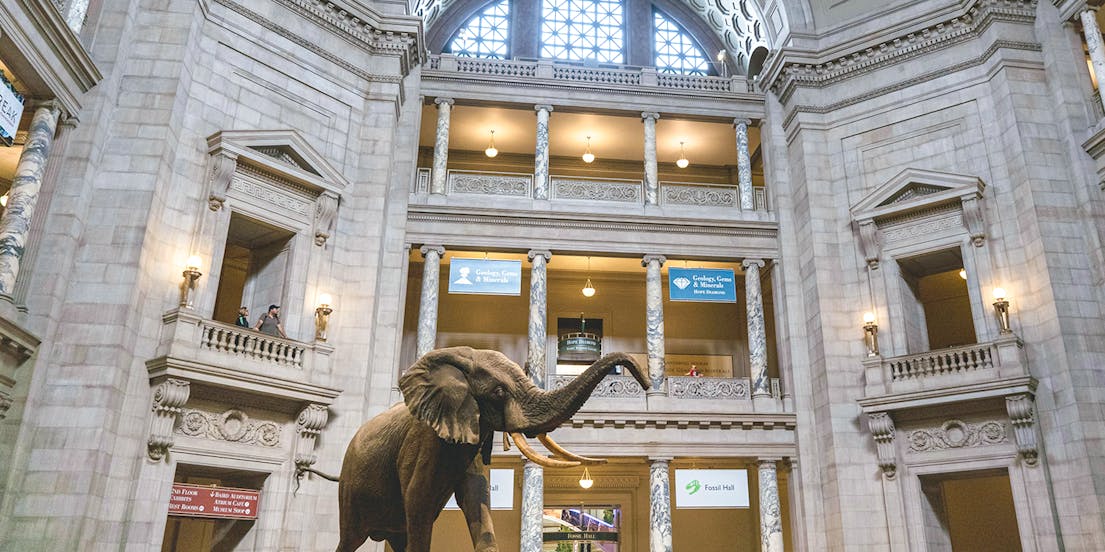 Museo Americano de Historia Natural