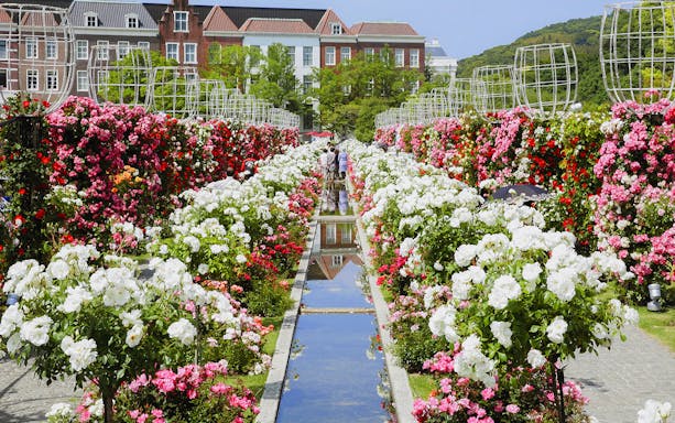 Huis Ten Bosch garden with colorful roses and canal, part of 1-day bus tour from Fukuoka Airport.