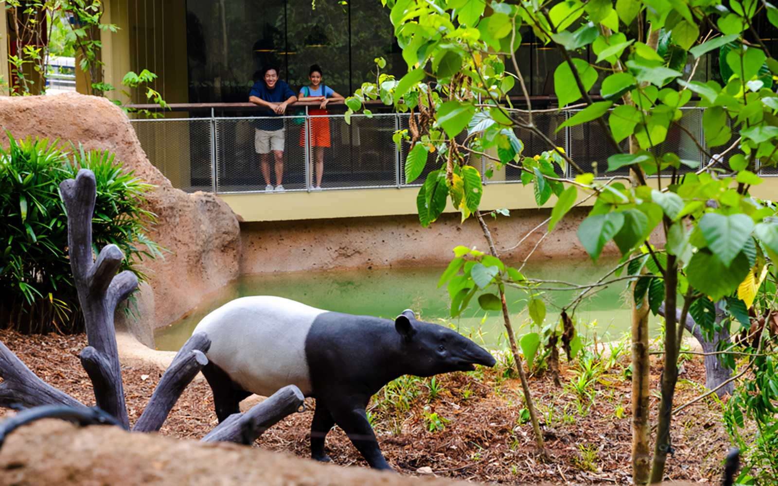 Tapir walking near a watering hole with visitors observing from a platform.