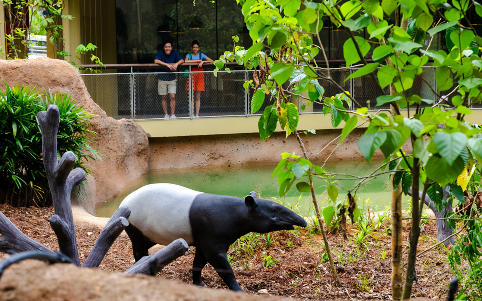 Tapir walking near a watering hole with visitors observing from a platform.