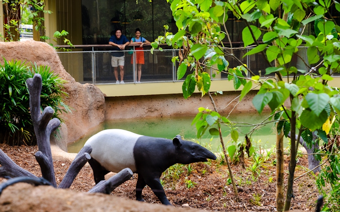 Tapir walking near a watering hole with visitors observing from a platform.