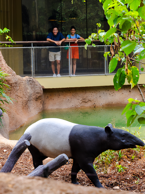 Tapir walking near a watering hole with visitors observing from a platform.