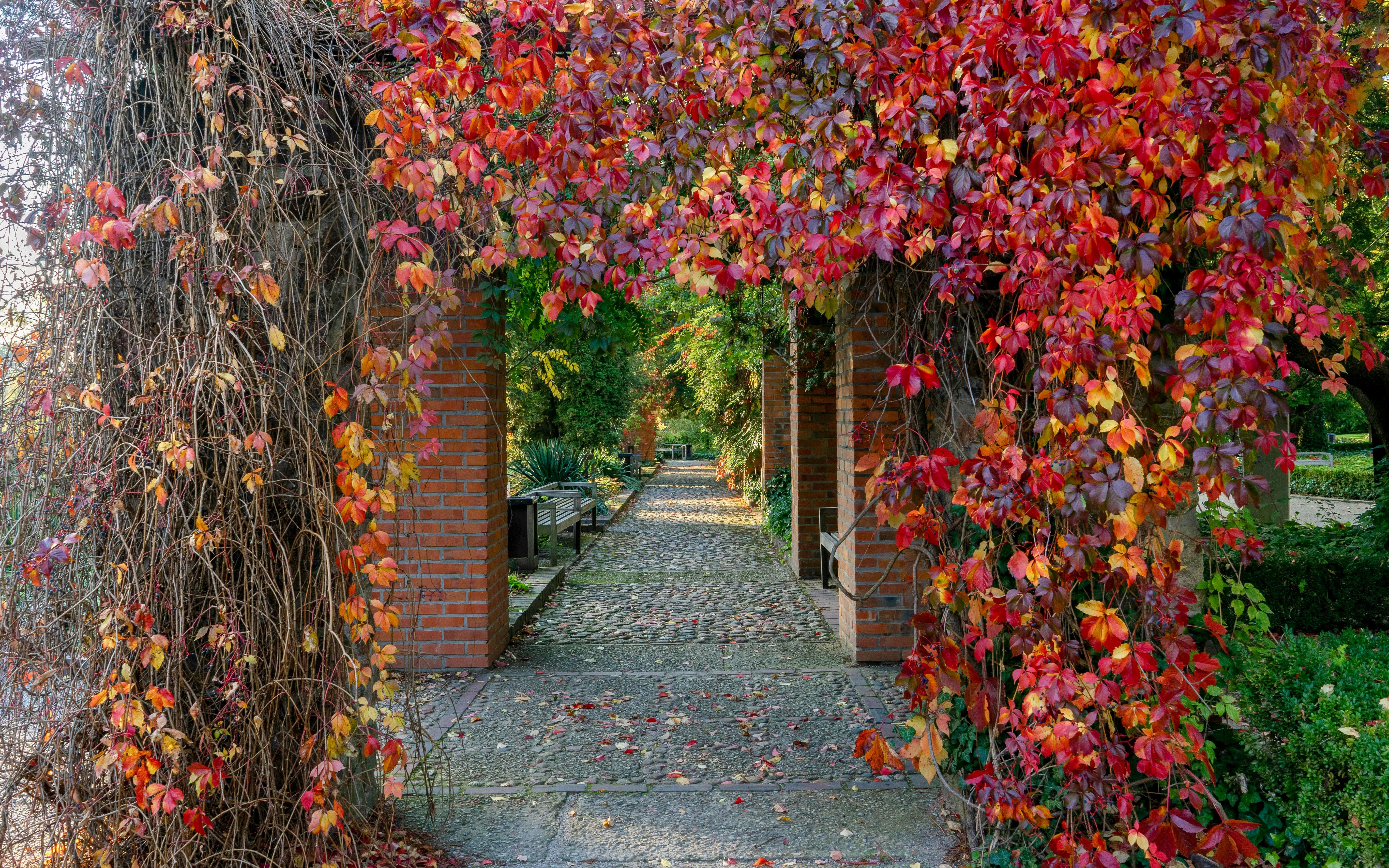 Pathway in Zelazowa Wola Park with ivy-covered archway, Poland, September 2020.