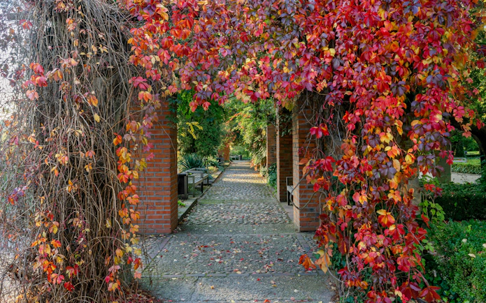 Pathway in Zelazowa Wola Park with ivy-covered archway, Poland, September 2020.