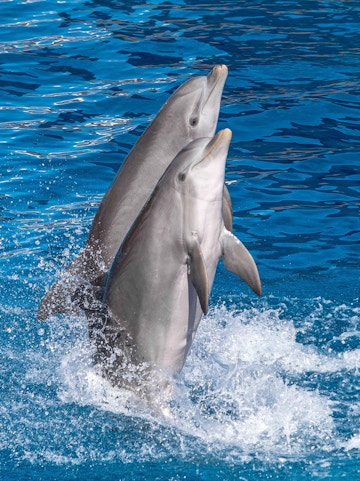 Dolphins performing at Marineland Mallorca, Spain.