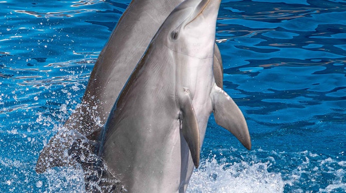 Dolphins performing at Marineland Mallorca, Spain.