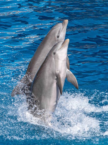 Marineland Mallorca