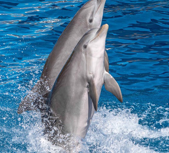 Dolphins performing at Marineland Mallorca, Spain.