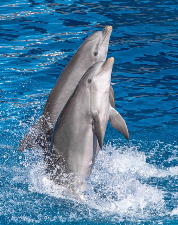 Dolphins performing at Marineland Mallorca, Spain.
