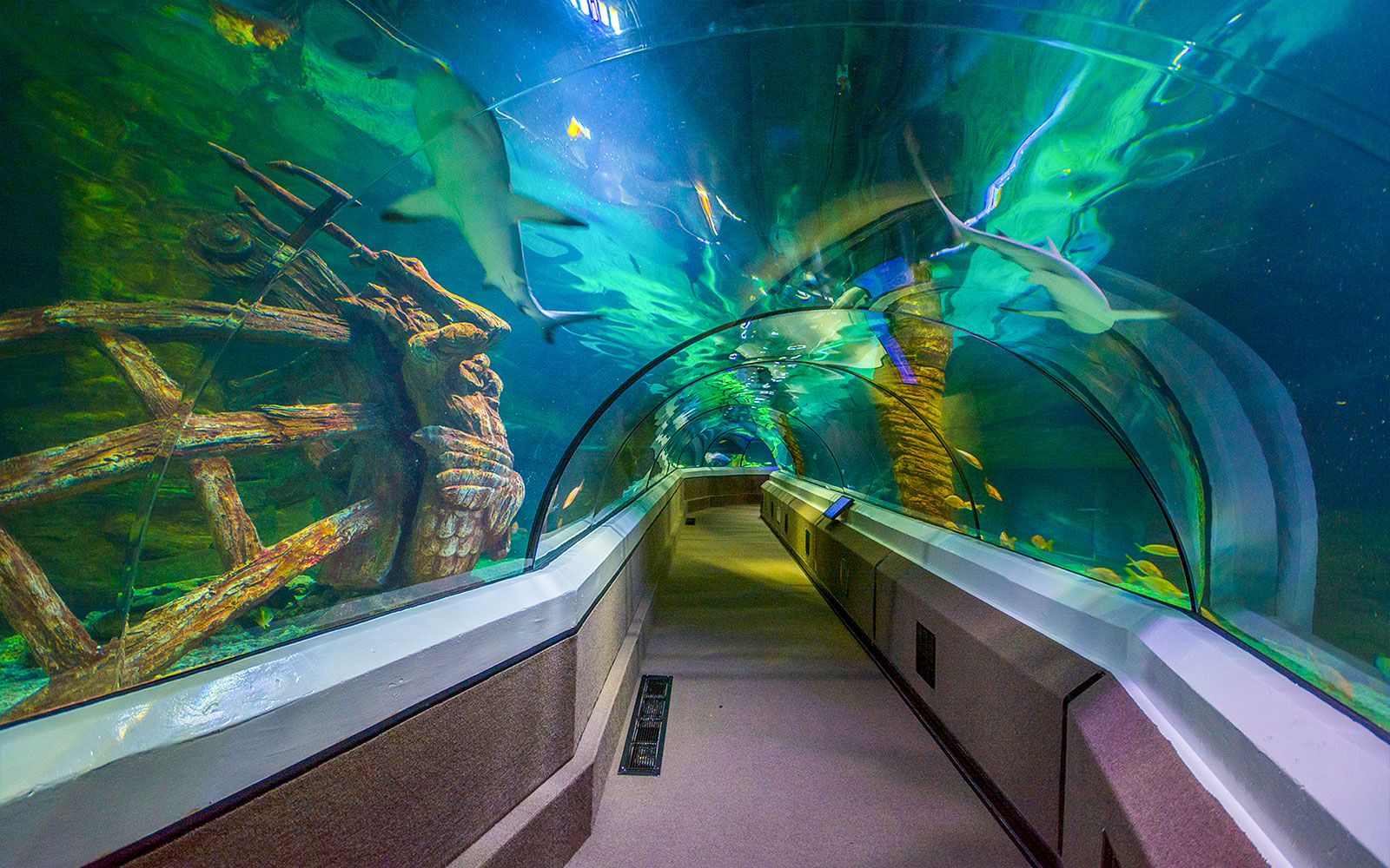Underwater tunnel with sharks at SEA LIFE Sunshine Coast.