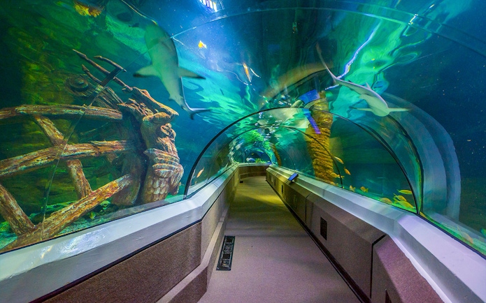 Underwater tunnel with sharks at SEA LIFE Sunshine Coast.