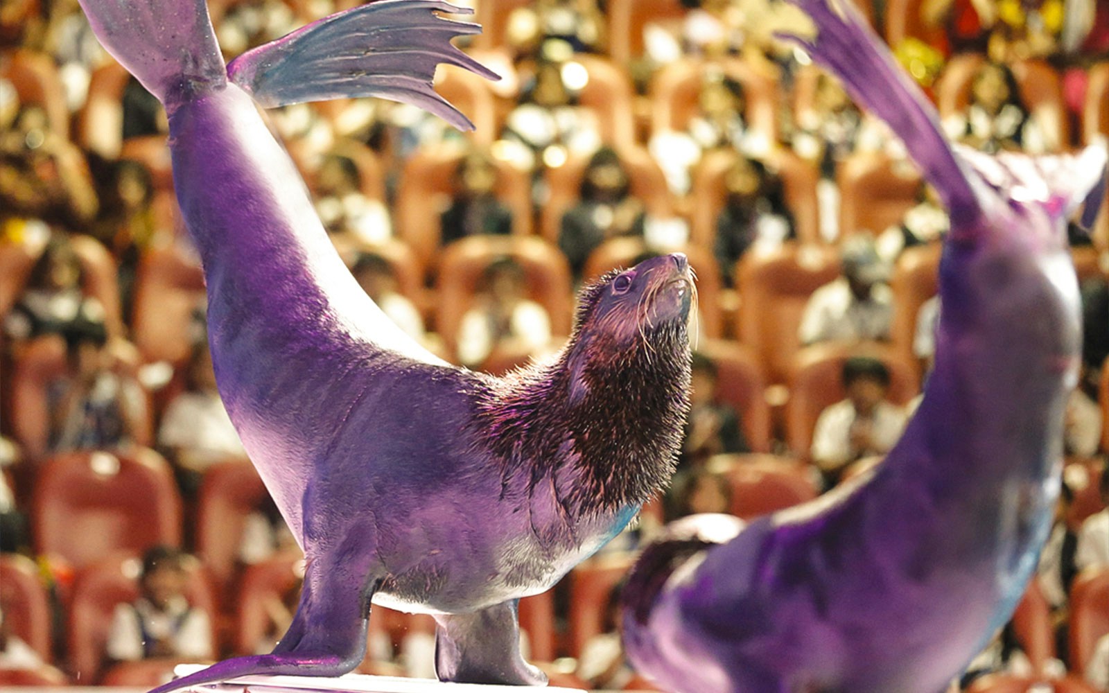 Seals at Dubai Dolphinarium